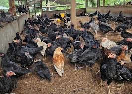 Ayam Kampung
